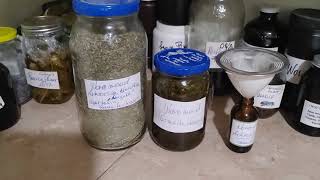 Wormwood Tincture Artemisia absinthia [upl. by Irabaj]