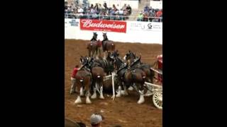 Budweiser Clydesdale Horses accident [upl. by Hubey]