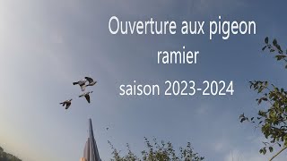 Ouverture Aux Pigeon Ramier Saison 20232024 [upl. by Morocco]