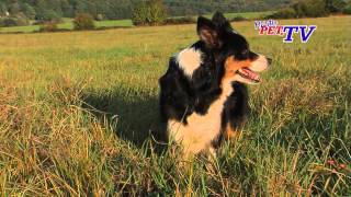 Border Collie Informationen zur Rasse [upl. by Gala]