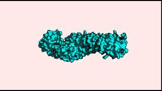 Mouse betacatenin ctnnb1 structure [upl. by Strephonn]