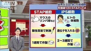 「STAP細胞」何がそんなにスゴいのか？・・・詳しく解説140130 [upl. by Paton670]