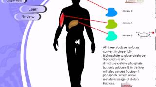 Glycolysis [upl. by Marianne435]