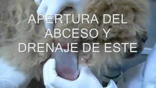 CASO CLINICO DRENAJE DE ABCESO EN PERRO [upl. by Ricard735]