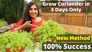 Fastest Coriander Growing Method  No one told you before  Cilantro Growing At Home cilantro DIY [upl. by Lilas454]