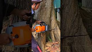 Sawing a super powerful cajuput tree Stihl ms382 chainsaw [upl. by Icam]