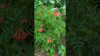 Beautiful flowering plant Tecoma tecoma flowerplants chirala gardenflowerplants [upl. by Itida]