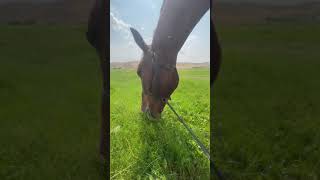 🐴 HORSE eating ASMR 🐴 grass munchingchomping noises ☘️🌿🌾 [upl. by Lapham]