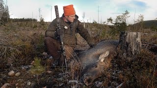 Lyckad älgjakt med unga jämthunden Kolarbergets Iver [upl. by Nomead]