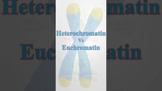 ChromatinHeterochromatinEuchromatin biology science youtubeshorts neetbiology pgtbio csir [upl. by Pryce]