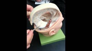 Neoroanatomy Dural folds and sinuses [upl. by Tracee197]