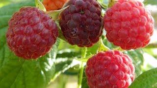 RASPBERRIES  HOW TO TRAIN AND PRUNE [upl. by Serrell]