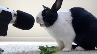 Rabbit eating crunchy lettuce ASMR [upl. by Adnalay616]