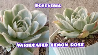 VARIEGATED LEMON ROSE SUCCULENT  LETS PUT TOPPINGS  LOWLAND AREA [upl. by Lrae]