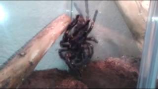 Poecilotheria metallica female and male 20140105 [upl. by Anavoig]