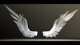 Bird Angel Wings Test [upl. by Acinehs214]