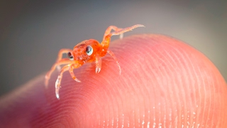 Christmas Island Baby Red Crab Return Dec 2016 [upl. by Otreblide]