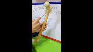 FEMUR  GENERAL FEATURES BY DR MITESH DAVE [upl. by Cadmarr434]