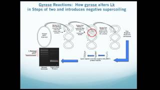 Bacterial DNA Gyrase Assay Kit Overview [upl. by Damian]