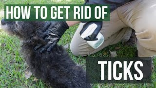 How to Get Rid of Ticks 4 Easy Steps [upl. by Skipper]