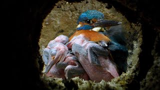 Dedicated Kingfisher Dad Cares for Chicks  4K  Discover Wildlife  Robert E Fuller [upl. by Oeramed]