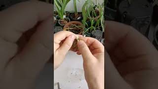 How amazing to grow orchids propagate plant fast and easy 4509 [upl. by Arabel]