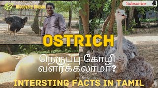 Ostrich and its Egg  Interesting Facts about Neruppu Kozhi in tamil [upl. by Carrington]