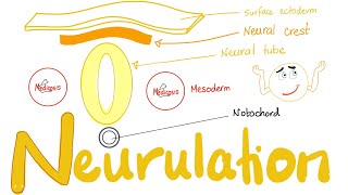 Embryology of Nervous System  Neurulation  Neural Tube amp Neural Crest [upl. by Imotih144]