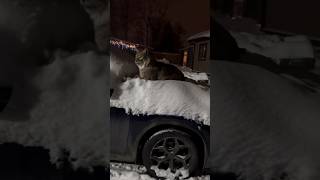 Lynx Cat on my Car😱 [upl. by Enelad962]