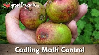 Codling moth  How to keep the worms away organically [upl. by Haerdna]