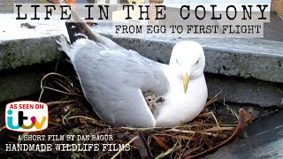 Life In The Colony  The life of the Herring Gull  From egg to first flight [upl. by Lilahk]