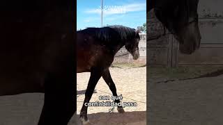 Impresionante Carácter de Sacristán Caballo Español [upl. by Ketti]