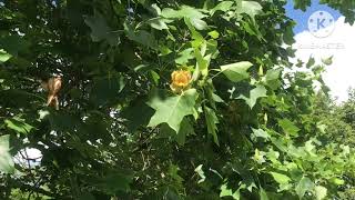 The incredible Tulip tree  Liriodendron Tulipifera  just how big can they get  😱 [upl. by Hole566]