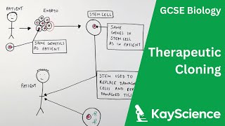 Therapeutic Cloning  GCSE Biology  kaysciencecom [upl. by Yordan651]