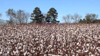 Cotton Fields  Highwaymen  1962 [upl. by Lraep]