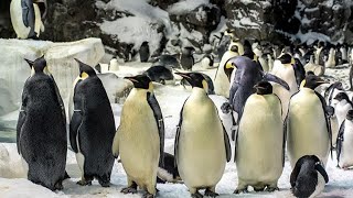 Penguin Encounter Presentation at the Sea World San Diego [upl. by Dehlia]