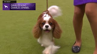 Cavalier King Charles Spaniels  Breed Judging 2024 [upl. by Sonstrom]