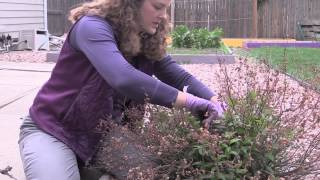 How to Prune an Anthony Waterer Spirea Shrub with Dieback [upl. by Nylemaj]