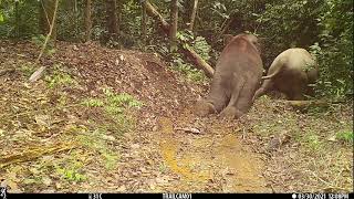 Bornean Elephant Sliding in the Kinabatangan [upl. by Nomahs]