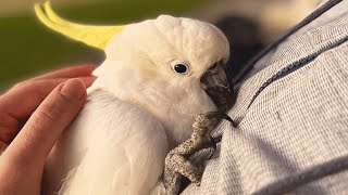 Neglected cockatoo melts when he meets a loving family [upl. by Fassold995]