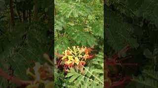 மயில் கொன்றை  Caesalpinia pulcherrima [upl. by Elenore]