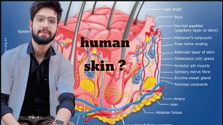 Human Skin  Integumentary system Anatomy in Hindi  Structure  Layers  Functions studytogether [upl. by Llecrep633]