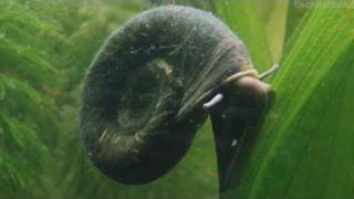 HD My EPIC snail  Great ramshorn  Posthornschnecke 11 [upl. by Ayoj617]