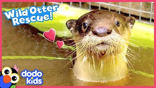 Cuddliest Baby Otter Walks Right Up To Family To Ask For Help  Rescued  Dodo Kids [upl. by Billy]