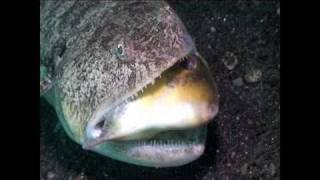 Lizardfish vs Filefish [upl. by Latoyia]