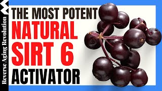 THE MOST POTENT NATURAL SIRT6 Activator  55FOLD Increase   Reverse Aging Revolution [upl. by Anuhsal]