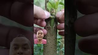 Grafting technique 🫒 tree plants grafting [upl. by Amalburga]