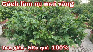 Cách làm nụ mai vàng bón phân gì để cây nhiều nụ [upl. by Sherourd]