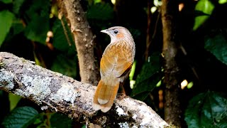 Streaked Laughingthrush and its Song [upl. by Akinna]