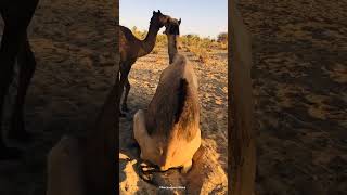 Amazing camel lifeTharparkar vibes [upl. by Elleirbag]